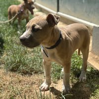 melcko, chien à adopter