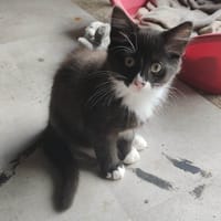 BART, chat à adopter