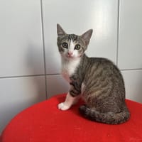 Brindille, chatte à adopter