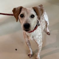 ROQUEFORT PAA24267, chien à adopter