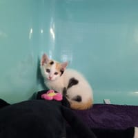 FIGUE, chatte à adopter