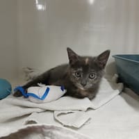 Awaï, chatte à adopter
