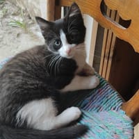 BILL, chat à adopter