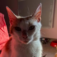 PONPON, chatte à adopter