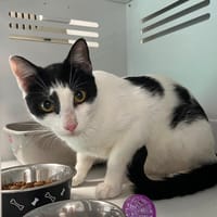 Jun, chat à adopter