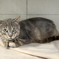 TIMO, chat à adopter