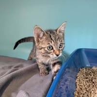 Sarabi, chatte à adopter