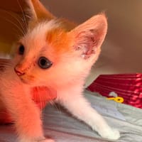 FLONFLON, chatte à adopter