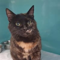 PYRA, chatte à adopter