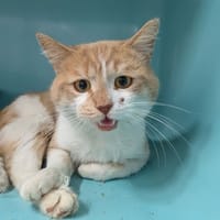 BERLINGOT, chat à adopter