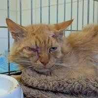 SIMBA, chat à adopter