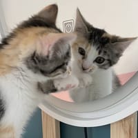 BOING BOING, chatte à adopter
