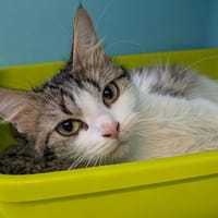 IZALIS, chatte à adopter