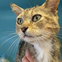 ERNEST, chat à adopter