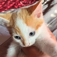 LAMPION, chatte à adopter