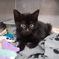 CHANCE, chat à adopter
