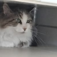 POMPON, chat à adopter
