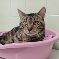 BALI, chat à adopter