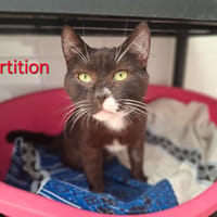 Partition, chat à adopter