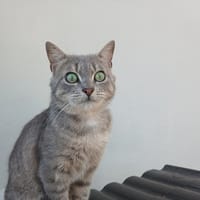 BRAM, chat à adopter