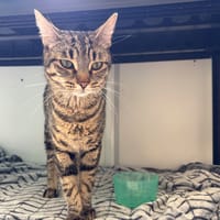 NOCCIO, chat à adopter