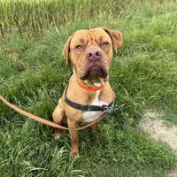 YUNA HAA24755, chienne à adopter