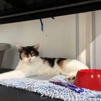 PAILLETTE, chatte à adopter