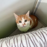 MON FILS, chat à adopter