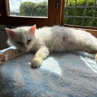 FLOCON, chat à adopter