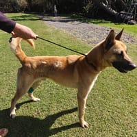 FANJAN malinois, chien à adopter