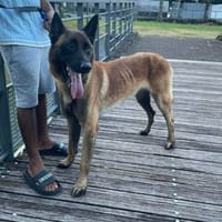 HYROX MALINOIS, chien à adopter