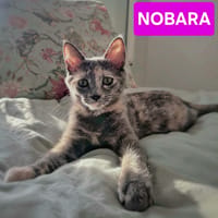 NOBARA ADOPTABLE AVEC UN CHAT DÉJÀ PRÉSENT CHEZ VOUS, chatte à adopter