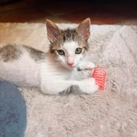 Sam, chatte à adopter
