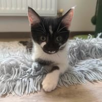 Brume, chatte à adopter