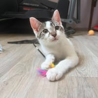 Bambou, chat à adopter