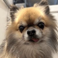 Cheeko and Queenie, female dog to adopt