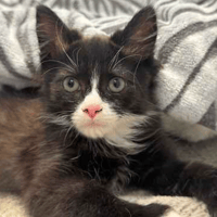 Wobble and Wonky, cat to adopt