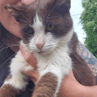 Candy, female cat to adopt