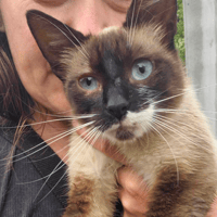Nala, female cat to adopt