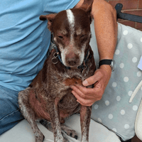 Benji, dog to adopt