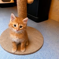 Billy, chat à adopter