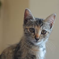 NOVA, chatte à adopter