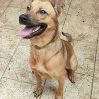 ROSITA CROISE BERGER, chienne à adopter