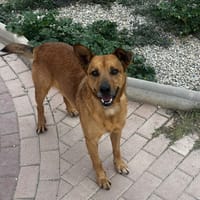 Terry, perro en adopción