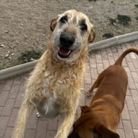 Capone, perro en adopción