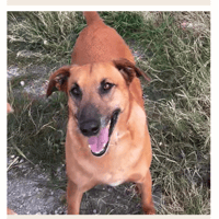 Pacino, perro en adopción