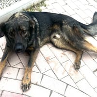 Roman, perro en adopción