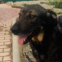 Tino, perro en adopción