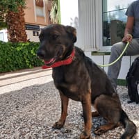 Mandy, perra en adopción