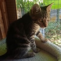 BOUNTY, chat à adopter